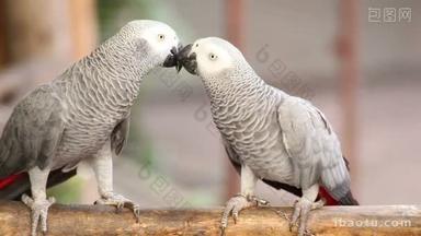<strong>情侣</strong>灰色非洲鹦鹉接吻和照顾在一起